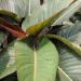 Banana Musa Ensete