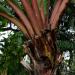 Banana Musa Ensete Tree