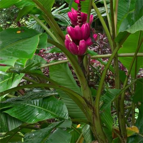 Musa Veluntina - Red Banana Tree Seed