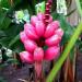 Red Banana Tree