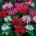 Bee Balm Flower Seeds Mix