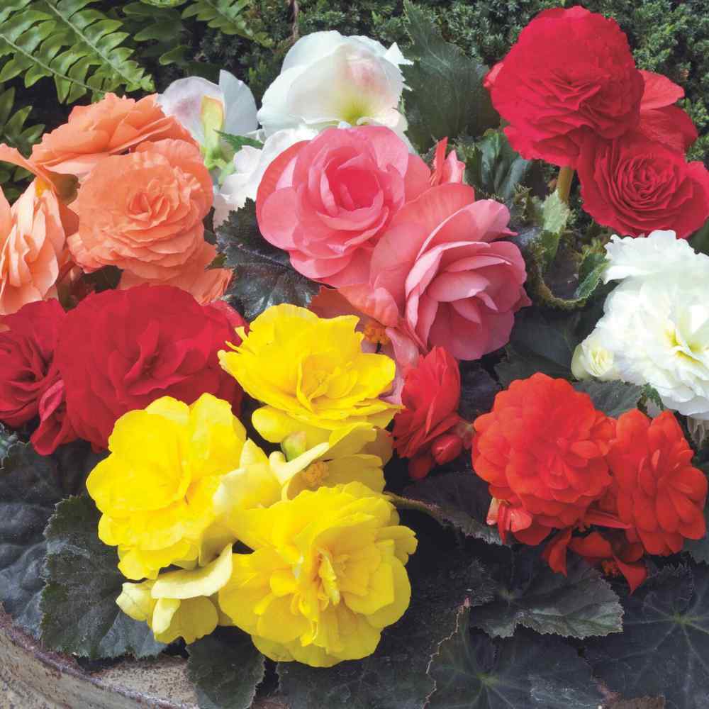 Begonia Seed - Begonia Tuberosa Double Mix Flower Seeds
