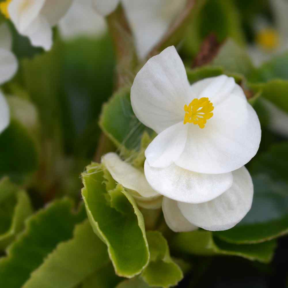wax begonia sun or shade wax begonia sun or shade