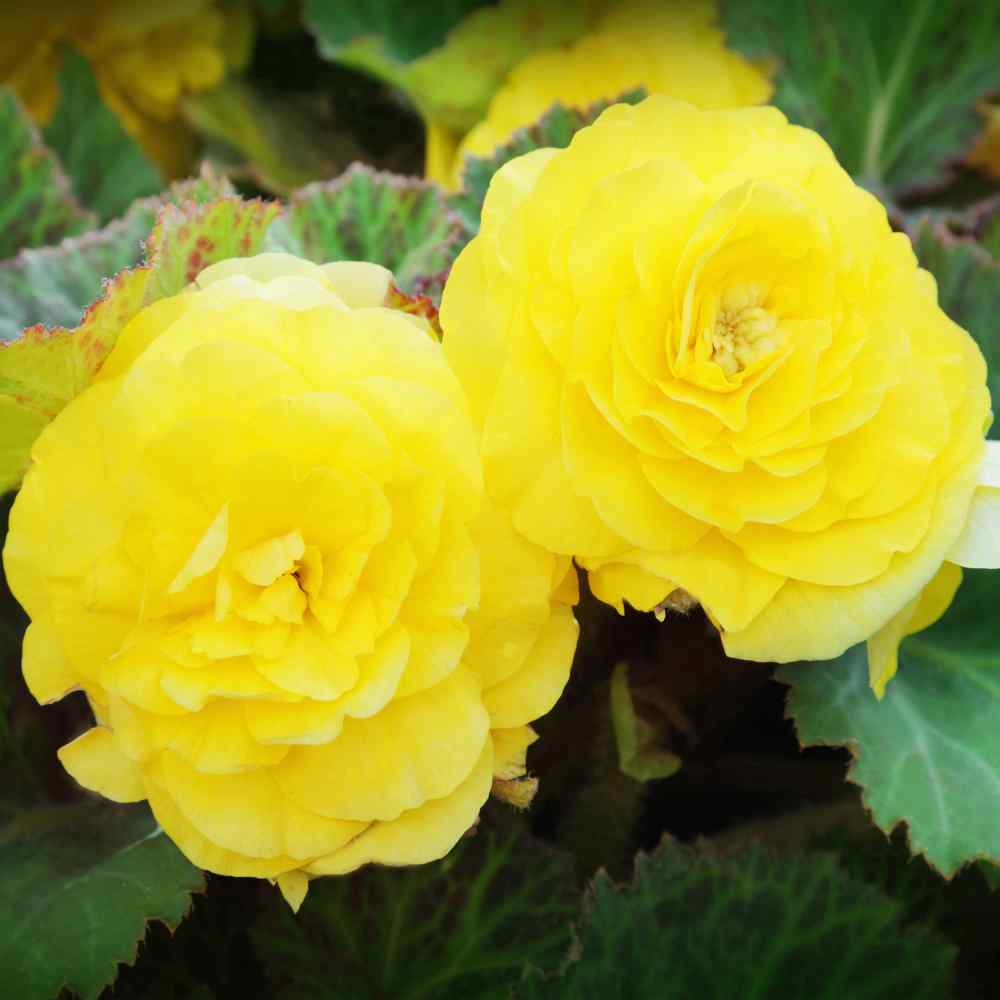 Begonia Seeds - Yellow Begonia Tuberosa Double Flower Seed