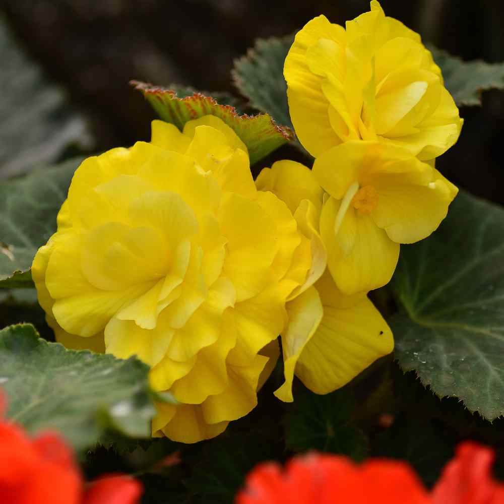 Begonia Seeds Yellow Begonia Tuberosa Double Flower Seed