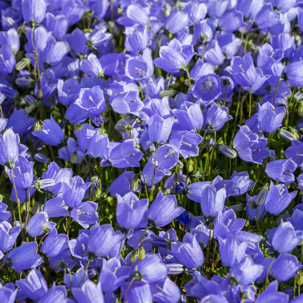 Silver Bells Bellflower (Campanula 'Silver Bells') in Greensboro