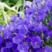 Campanula Blue Flower Seed