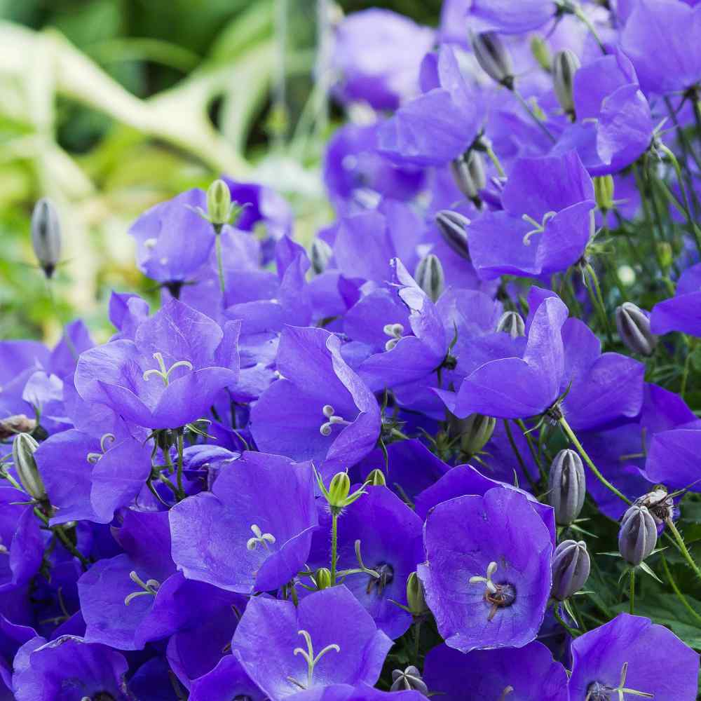 Bellflower Seeds - Campanula Carpatica Flower Seed