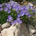 Campanula Bellflower Blue