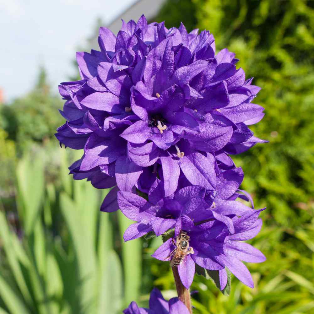 Bellflower Cluster Plants