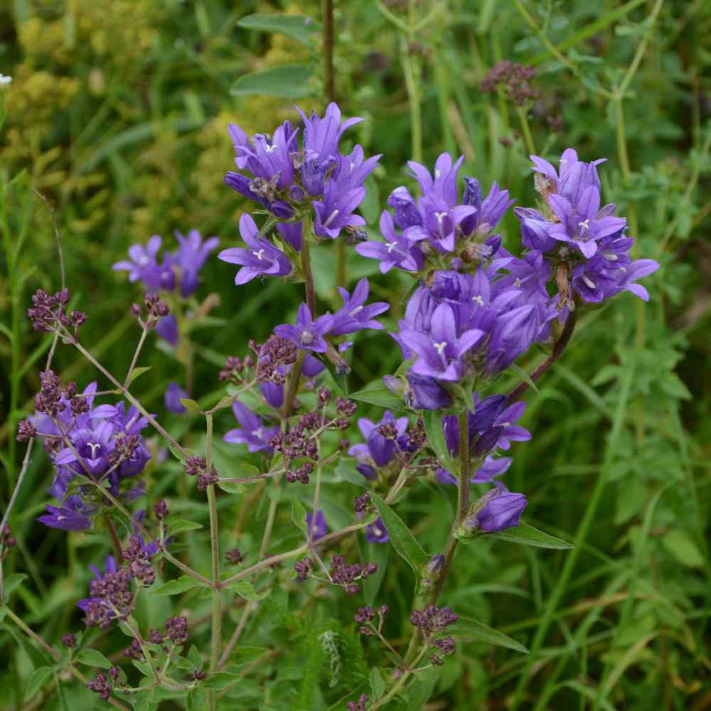 Cluster Bellflower Blue Flowers