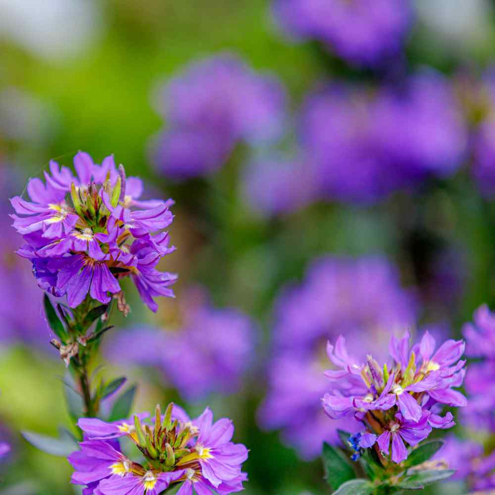 Campanula Glomerata Acaulis Flowers
