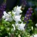 Campanula Persicifolia White