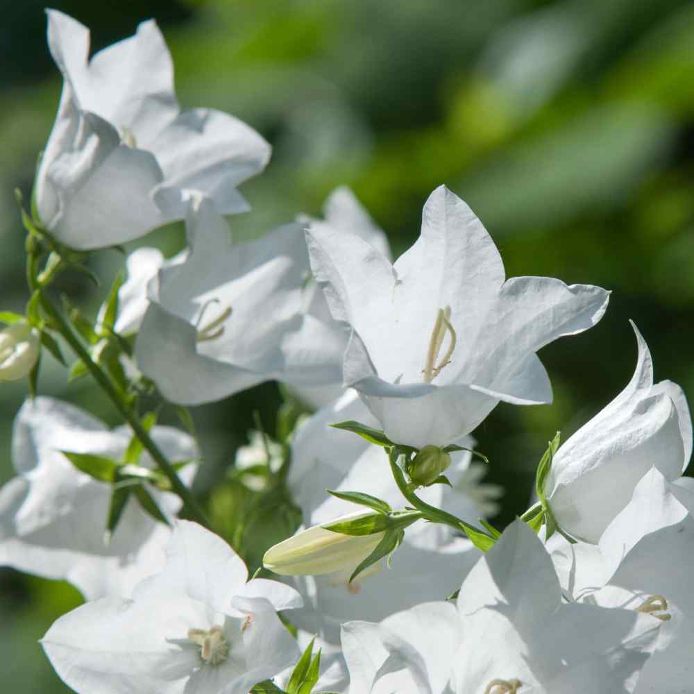 Seeds Peach-leaved White Bellflower Seed