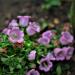 Campanula Medium Rose-pink Flowers