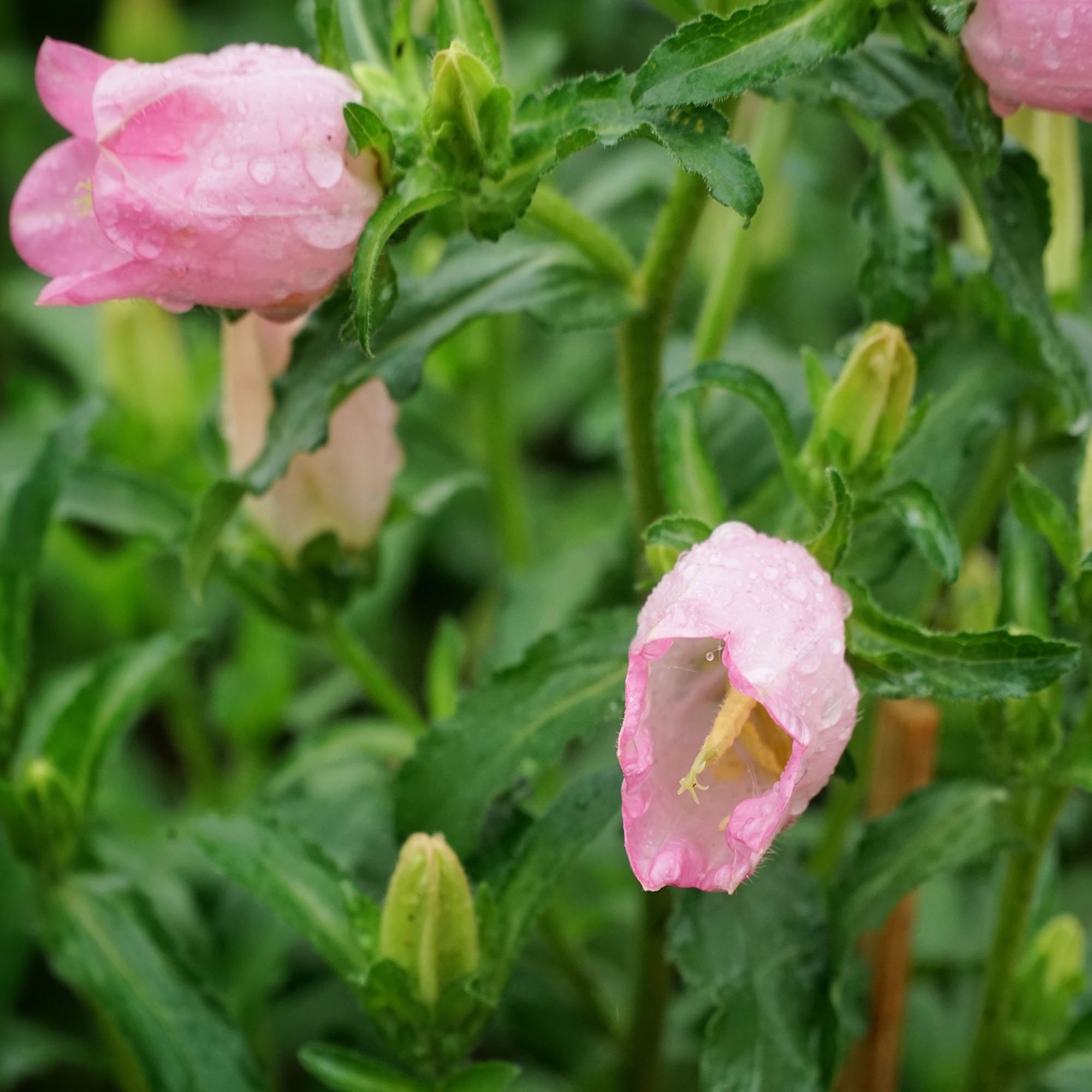 Bellflower Rose-pink