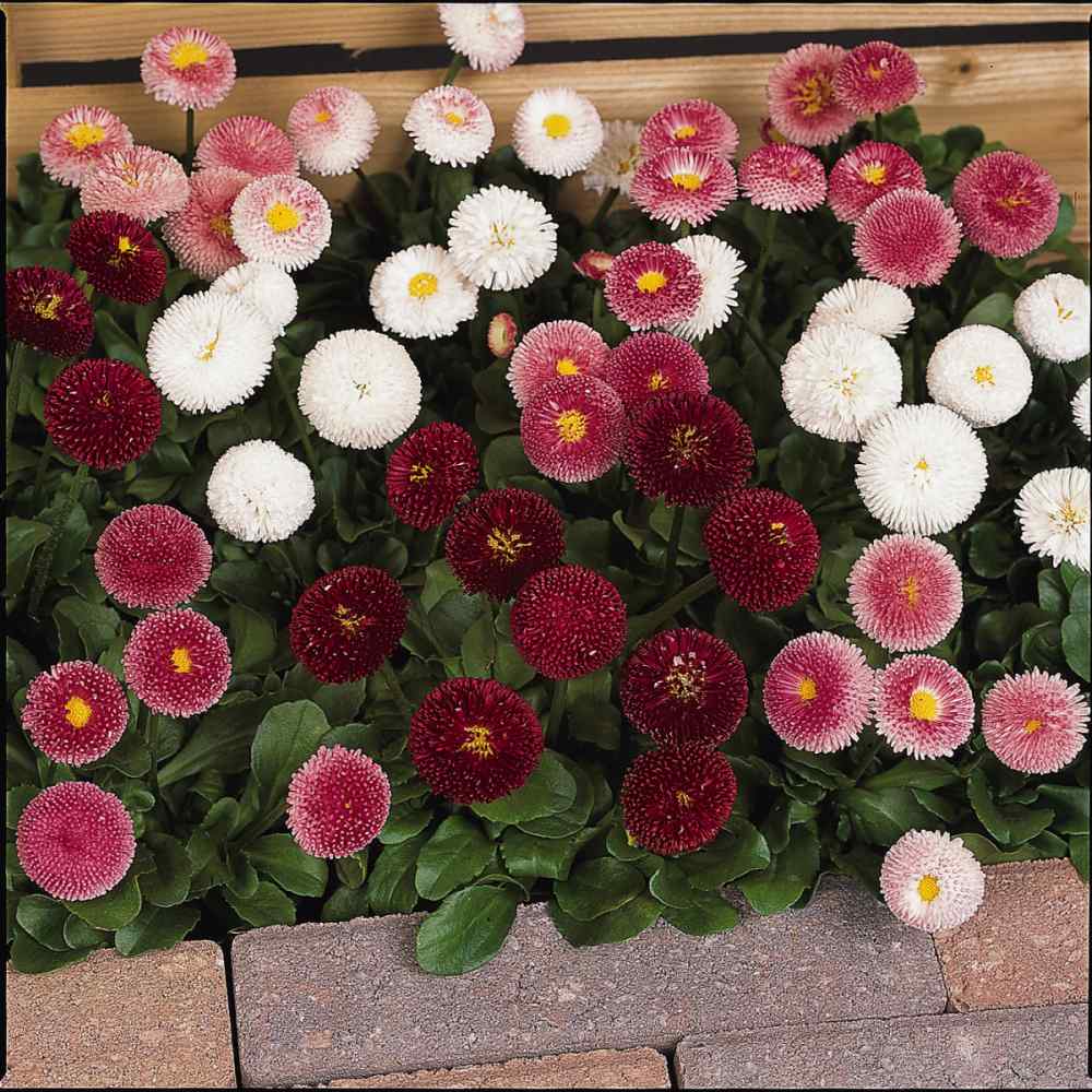 POMPONETTE RED BELLIS PERENNIS #940 DAISY ENGLISH 500 seeds