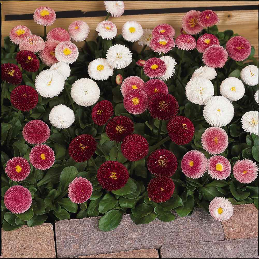 English Daisy Rose Bellis Perennis Super Enorma Seeds