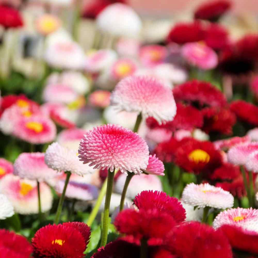 English Daisy Rose Bellis Perennis Super Enorma Seeds