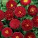 Bellis Perennis Red