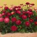 Bellis Red