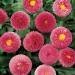 Bellis Perennis Rose