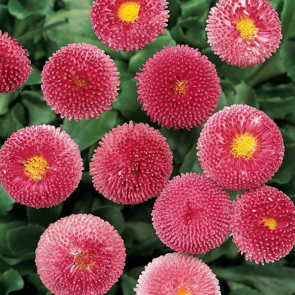 English Daisies Bellis perennis Medicis Red 50 Seeds Double Flowered