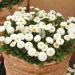 Bellis Perennis White