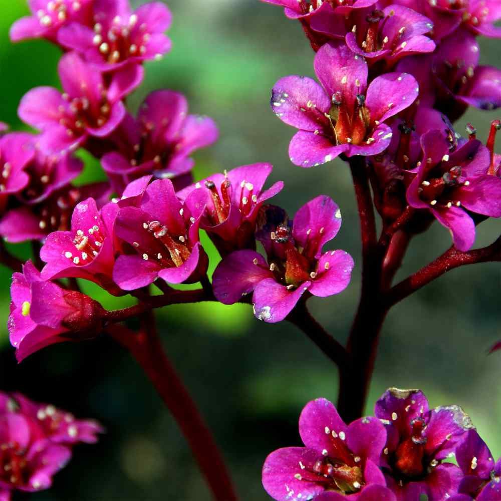 Bergenia Red Flowers