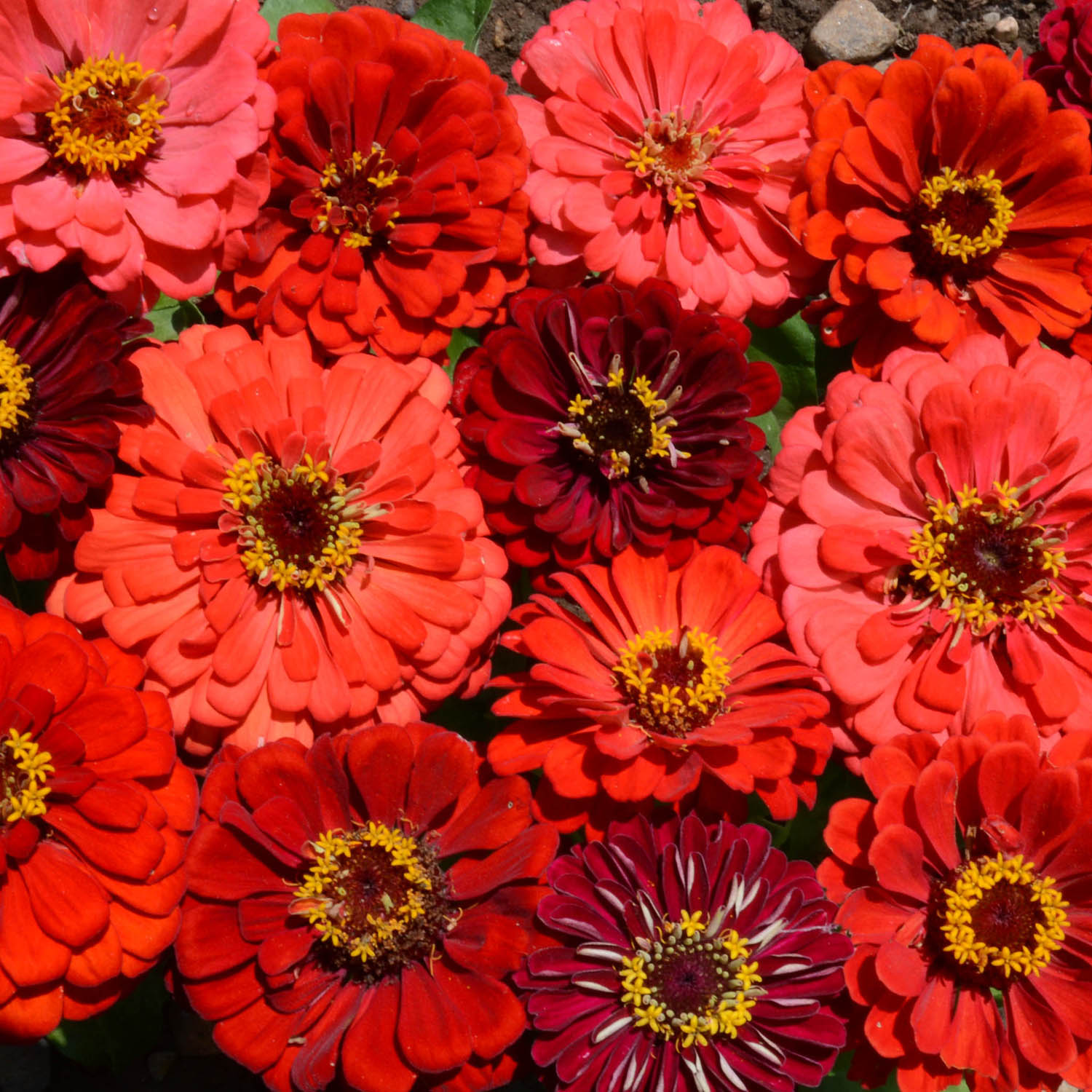 Zinnia Elegans Berry Tart Flower Seed Cut Flower Mix