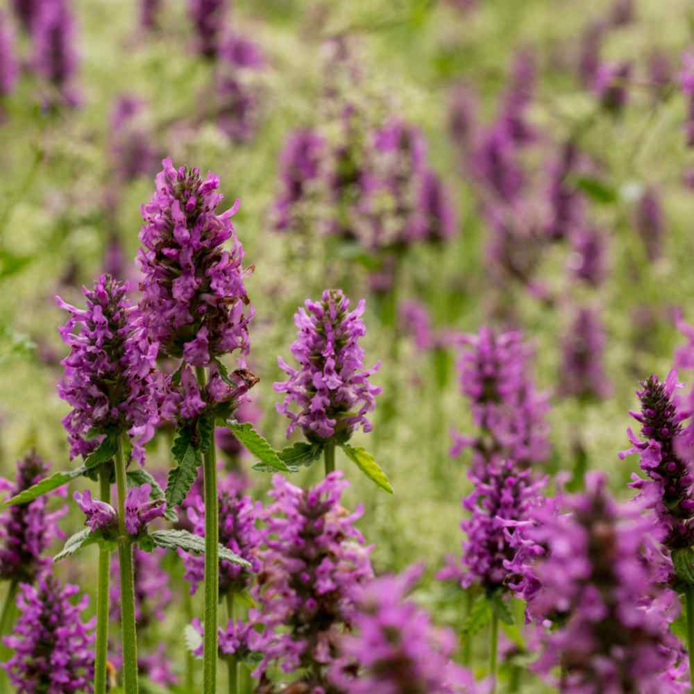 Fine Flowering Herb