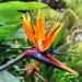 Bird of Paradise Flower Seed