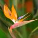 Bird of Paradise