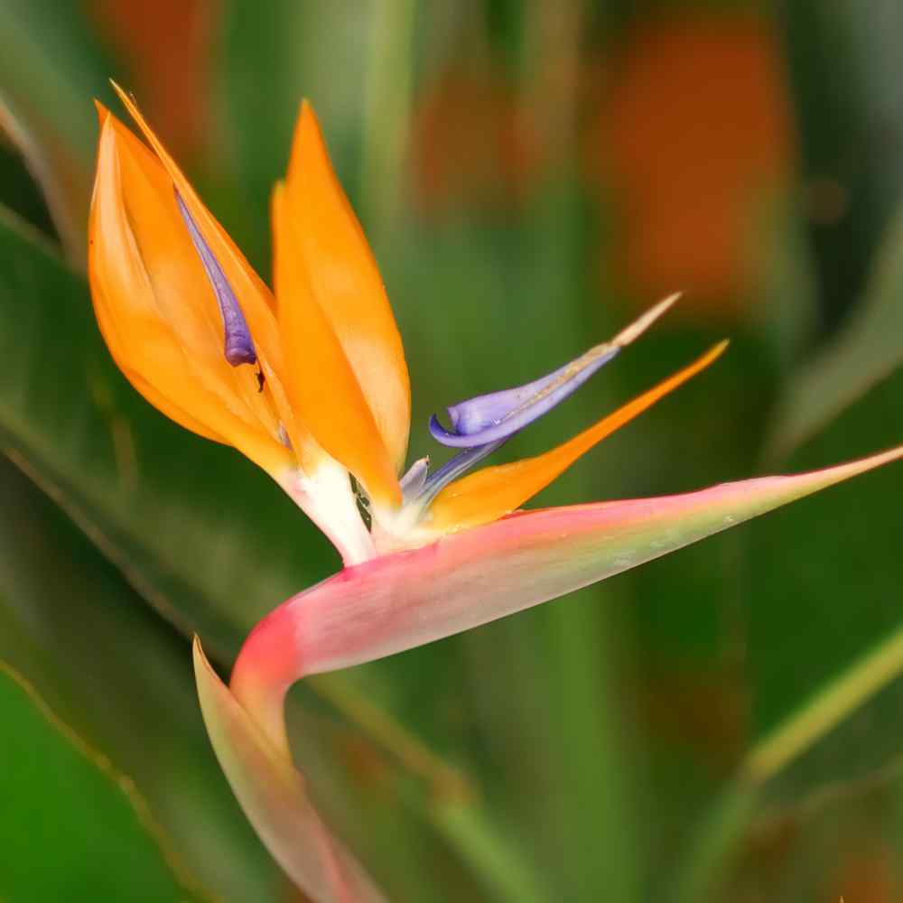STRELITZIA Tropical plant BIRD OF PARADISE 5 SEEDS Perennial Flower 