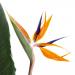 Strelitzia Reginae