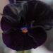 Black Pansy Flower