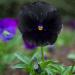 Black Pansy Close Up