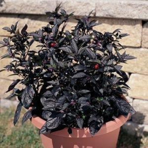 Ornamental Pepper Black Pearl