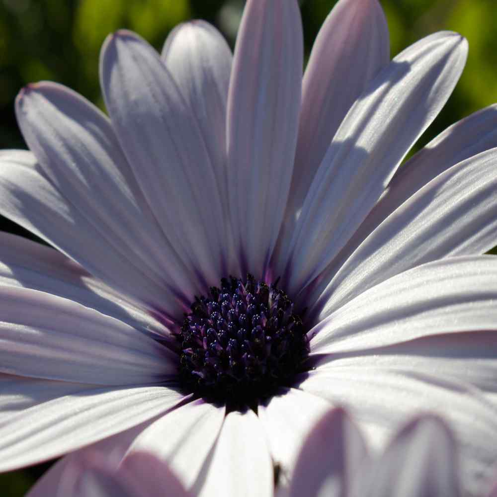 Blue Daisy Seed Felicia Heterophylla Blue Flower Seeds