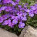 Drummondii Phlox Blue