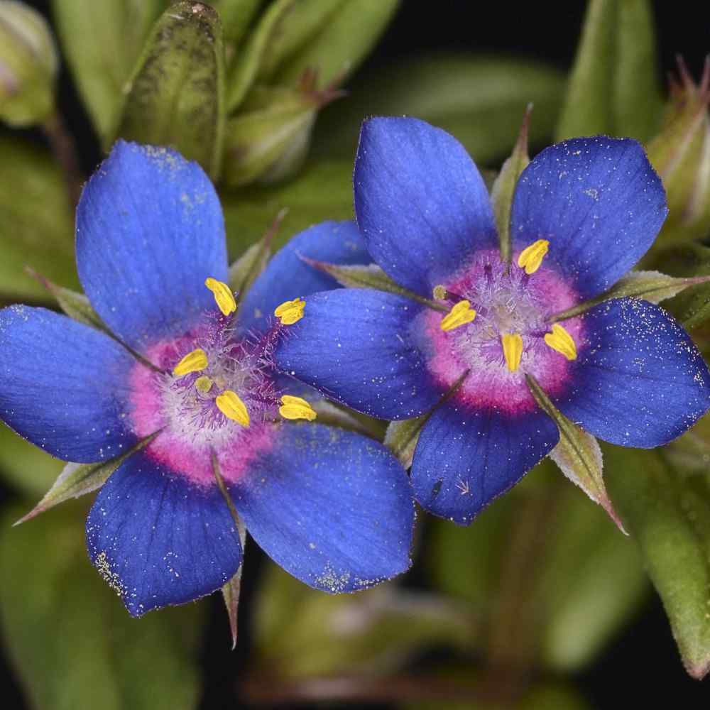 Blue Pimpernel Flowers