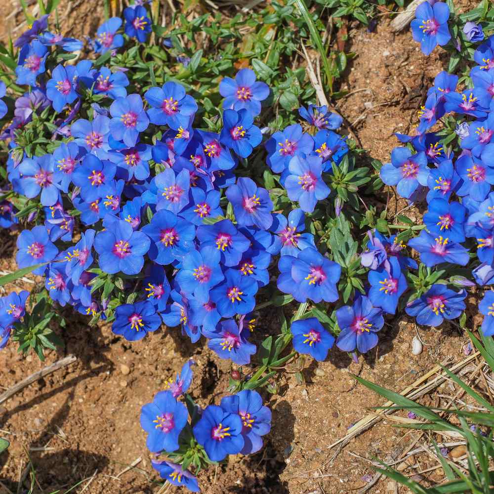 Blue Pimpernel Garden Flower