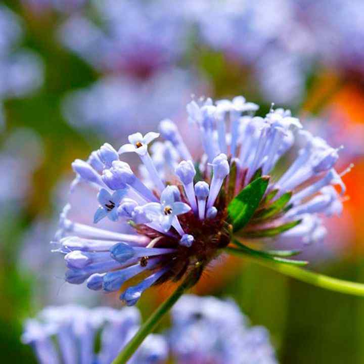 Blue Woodruff Seeds