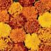 French Marigold Bonanza Mix