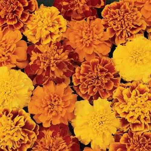 Outsidepride Bonanza French Marigold Flower Seed Mix