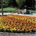 French Marigold Bonanza Seed Mix