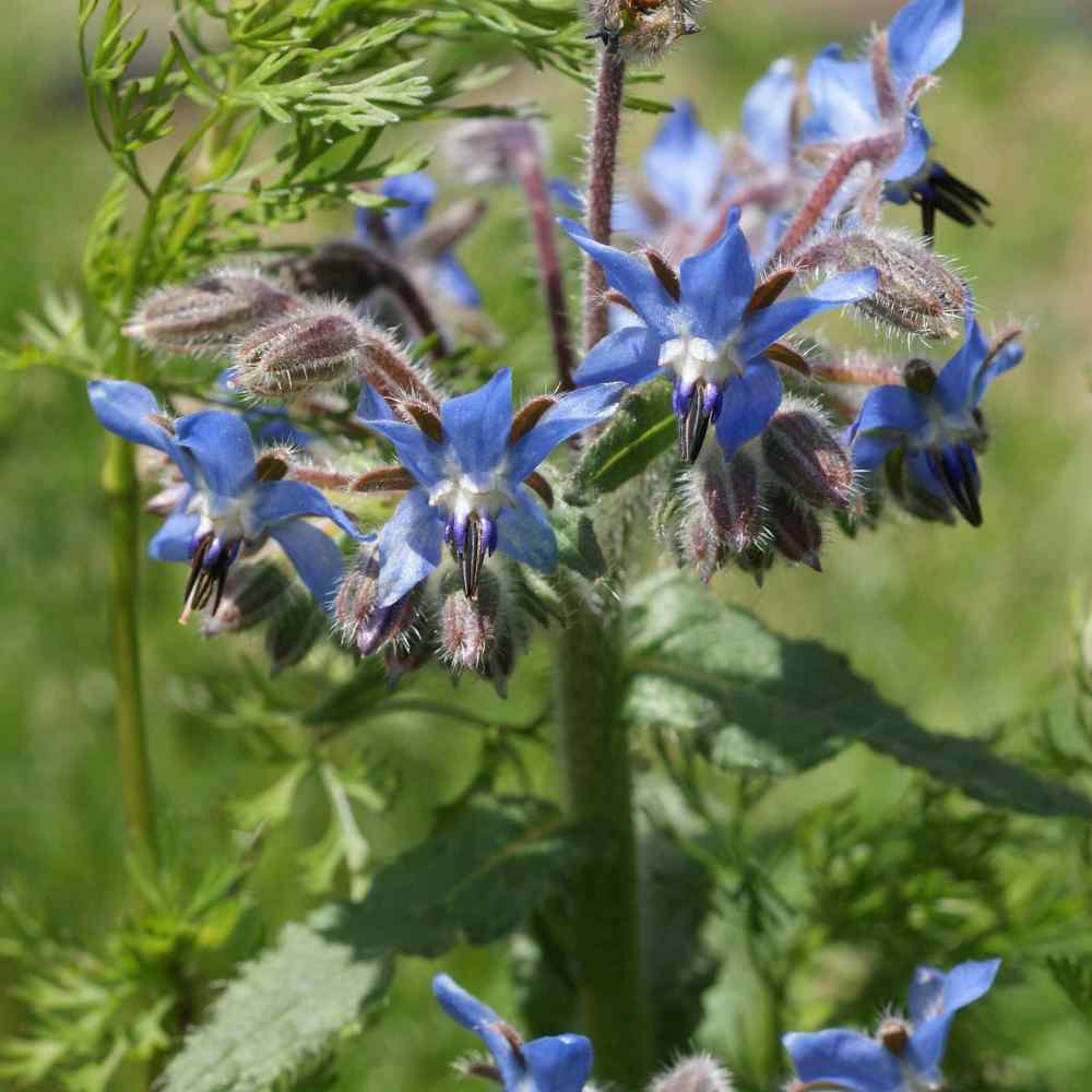 Decorative Herb