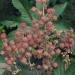 Bright Pink Castor Bean