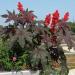 Bright Red Castor Bean