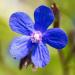 Bugloss Blue Flowers